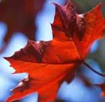 Fall Foliage in the PA Grand Canyon