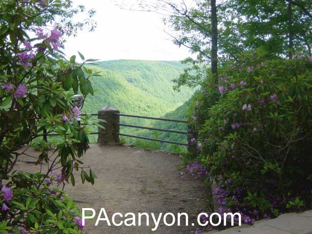 PA Grand Canyon Mountain Laurel in bloom at Colton Point.